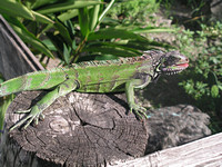 Iguana