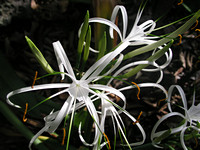 Lily