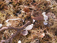 Seashore Remains