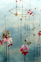 Serene Gallery I