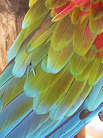 Parrot Feathers